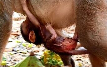 Mother monkey Diamon holding her newborn with dark eyes in the Angkor Wat forest