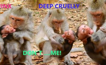 Mother monkey Jade holding baby Jinx close while sitting on ancient stones in the Angkor forest