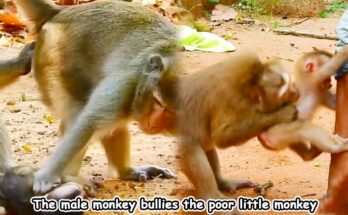 Dominant male monkey watching over troop near Angkor Wat temple forest.