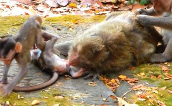 Baby macaque Ada playfully climbing on older macaque Jiva while Jazz grooms peacefully in Angkor Wat forest.