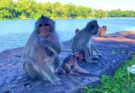 Young playful macaque perched on a low branch, interacting with other monkeys in Angkor Wat forest.