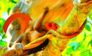 Baby monkey reaching toward mother while she gently creates space in Angkor forest