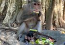 Baby monkey chewing hard fruit beside adult monkey Anna in Angkor forest