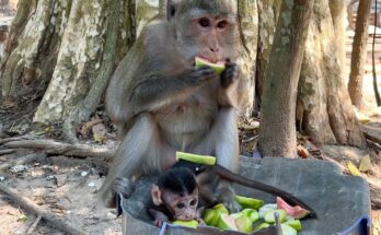 Baby monkey chewing hard fruit beside adult monkey Anna in Angkor forest
