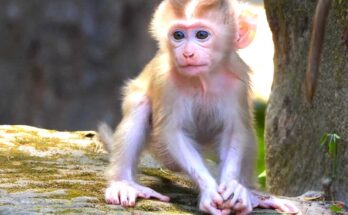 Baby monkey Boris balancing on a tree branch in Angkor Wat forest