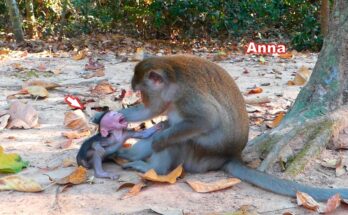 Mother monkey Ana grooming her baby Amina in Angkor Wat forest