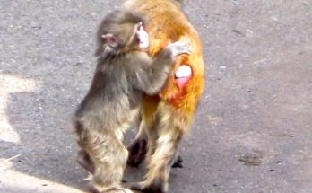 Young monkey Punch gently touching and grooming another monkey in Angkor Wat forest
