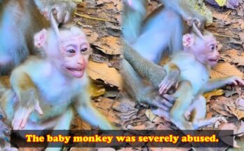 Small young monkey sitting quietly near ancient stones in Angkor Wat forest.