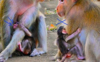 Mother monkey cautiously holding newborn while seated on moss-covered stone in Angkor Wat forest