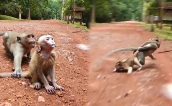 Mother monkey reclaiming baby after another monkey briefly carried it away in Angkor Wat forest