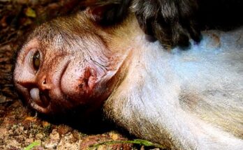 Young monkey named David sitting alone near Angkor Wat temple ruins