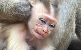 Baby monkey Boris sitting calmly on a tree branch in the Angkor Wat forest at sunrise.
