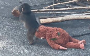 Punch the Japanese macaque carefully eats beside his mother, sitting close in a calm zoo environment.