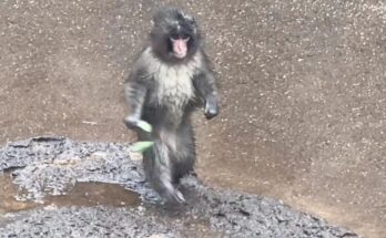 A Japanese macaque named Punch sits calmly in the rain at Ichikawa City Zoo, water beading on his fur.