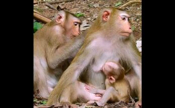 Baby monkey Luno reaching toward mother Luna on ancient stone platform in Angkor Wat forest.