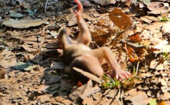 Baby monkey Lily nursing beside her mother Libby in the Angkor Wat forest.