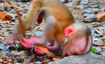 Baby monkey sitting near rock after small fall in Angkor Wat forest