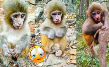 A young monkey sits low to the ground while larger monkeys move nearby inside a Japan zoo enclosure.