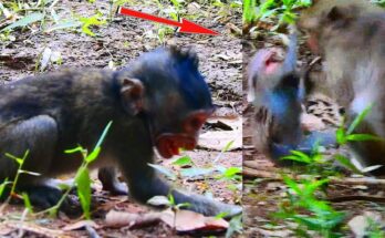 Young macaque sitting quietly on a tree branch in Angkor forest at sunrise