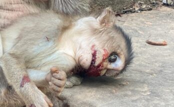 Mother macaque holding her baby gently near tree roots in Angkor forest