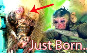 Mother monkey gently holding her newborn in the Angkor Wat forest at dawn