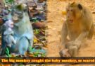 Small baby monkey crouching while larger monkey approaches in Angkor Wat forest