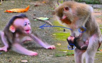 Tired mother macaque sitting quietly while her baby reaches toward her in the Angkor Wat forest.