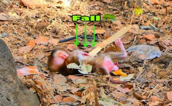 Baby macaque sitting on forest ground beneath Angkor Wat trees after a small fall