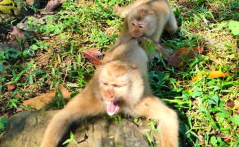 Young monkey sitting quietly on stone near Angkor Wat appearing uncomfortable
