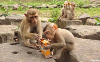 Young monkey Nico reaching toward another monkey’s milk bottle on temple stone