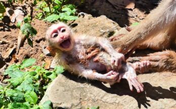 Baby monkey Lily sitting near her mother Libby in the Angkor Wat forest, looking up for attention.