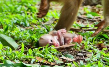 Baby monkey Lily sitting alone on the grass while her mother Libby stands a short distance away in Angkor Wat forest.