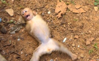 Young monkey sitting near a baby bottle on forest ground at Angkor Wat