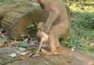 Small monkey Lily pausing on temple stone after playful tag from friend
