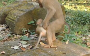 Small monkey Lily pausing on temple stone after playful tag from friend