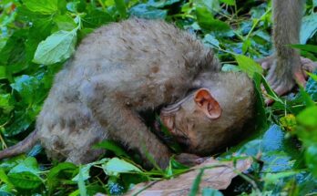 Small young monkey struggling to walk near Angkor Wat temple ruins while mother watches nearby.