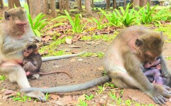 Macaque family resting together on ancient temple stones in Angkor Wat forest.