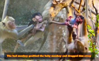 Mother monkey rushing through Angkor Wat forest to reach her crying baby, surrounded by ancient trees and soft morning light.