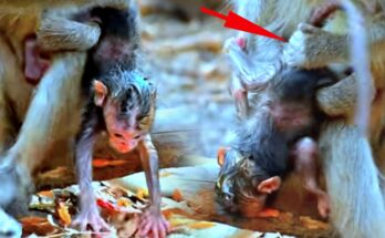 Mother monkey gently holding her newborn baby in the Angkor Wat forest