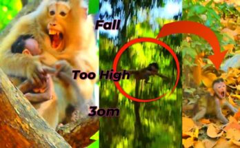 Young monkey standing up after falling from a tree in Angkor forest