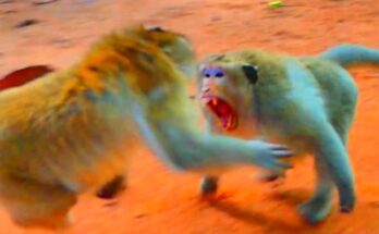 Young monkey climbing low tree branch in Angkor Wat forest during sunrise