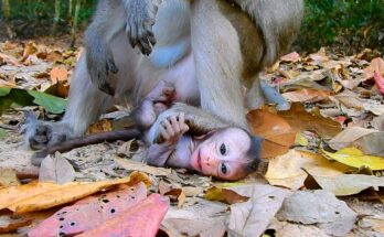 Young monkey regaining footing after brief contact with older monkey in Angkor forest