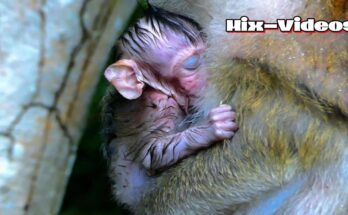 Baby monkey resting safely against mother’s chest in Angkor Wat forest morning light.