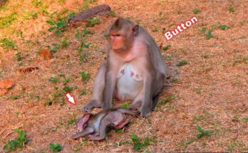 Baby monkey Bessie sleeping peacefully on the forest ground after being gently corrected by her mother near Angkor Wat.