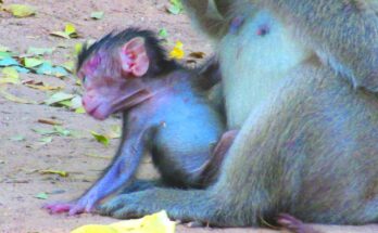 Baby monkey confidently climbing a tree branch in Angkor Wat forest