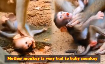 Baby monkey clinging tightly to its mother in Angkor Wat forest.