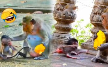 Mother monkey holding food while baby watches closely in a quiet Angkor forest setting