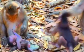 Baby monkey trying to nurse before mother gently pushes it away on temple stone