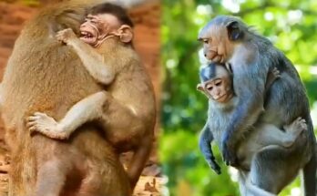 Tired mother monkey resting while baby clings tightly in Angkor Wat forest