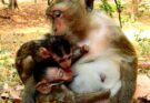Mother monkey Brandi allowing baby to nurse while perched near Angkor Wat temple